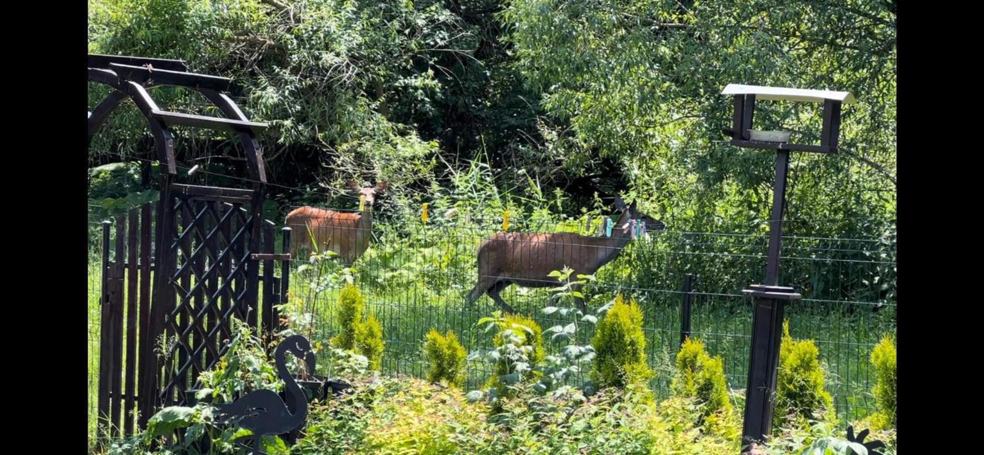 Privat Forest Liptovský Mikuláš Exteriör bild
